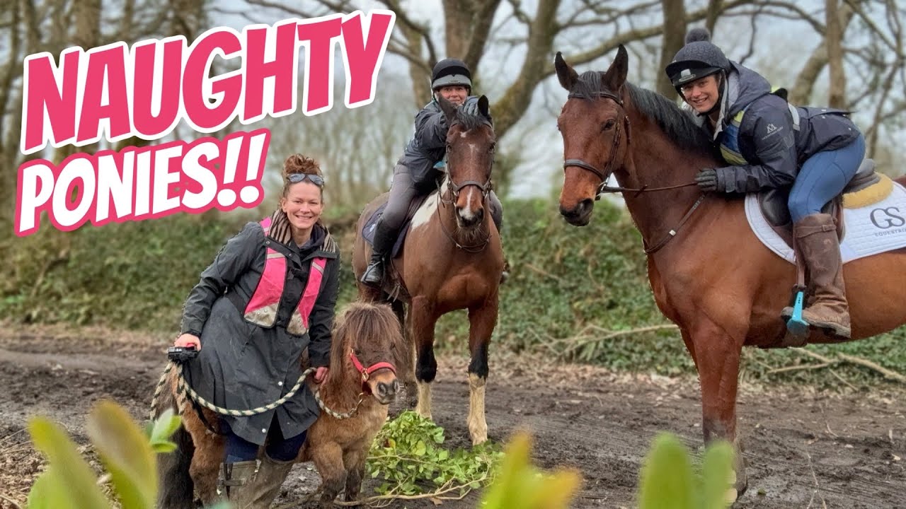 MY HORSES ESCAPED... But they are Back & Sound