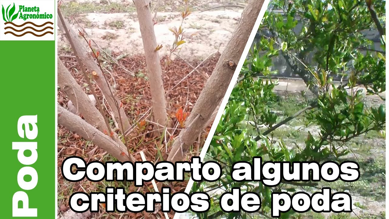 Criterios de poda en granado 🌳✂️  Consideraciones importantes para una poda efectiva 🍎