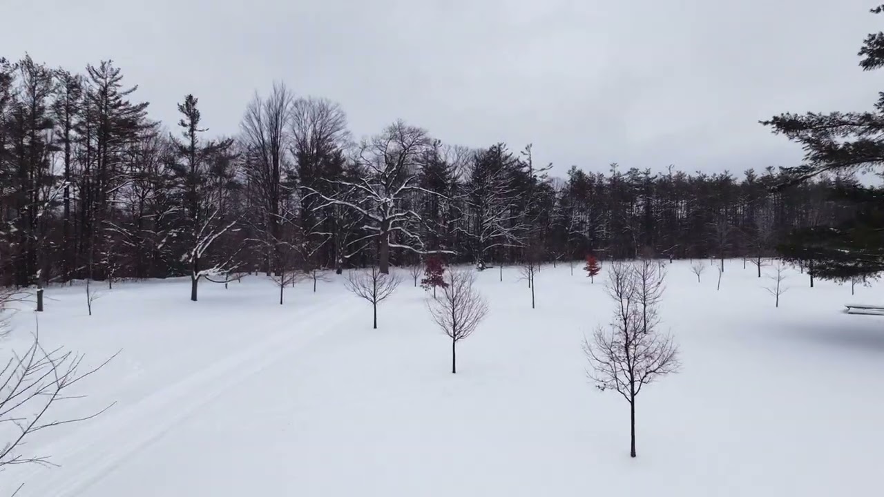 Sunnidale Park. January 2026
