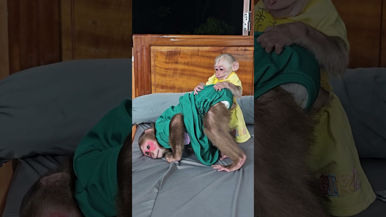 Baby monkey Su asks Mom to help Mimi while pooping 3