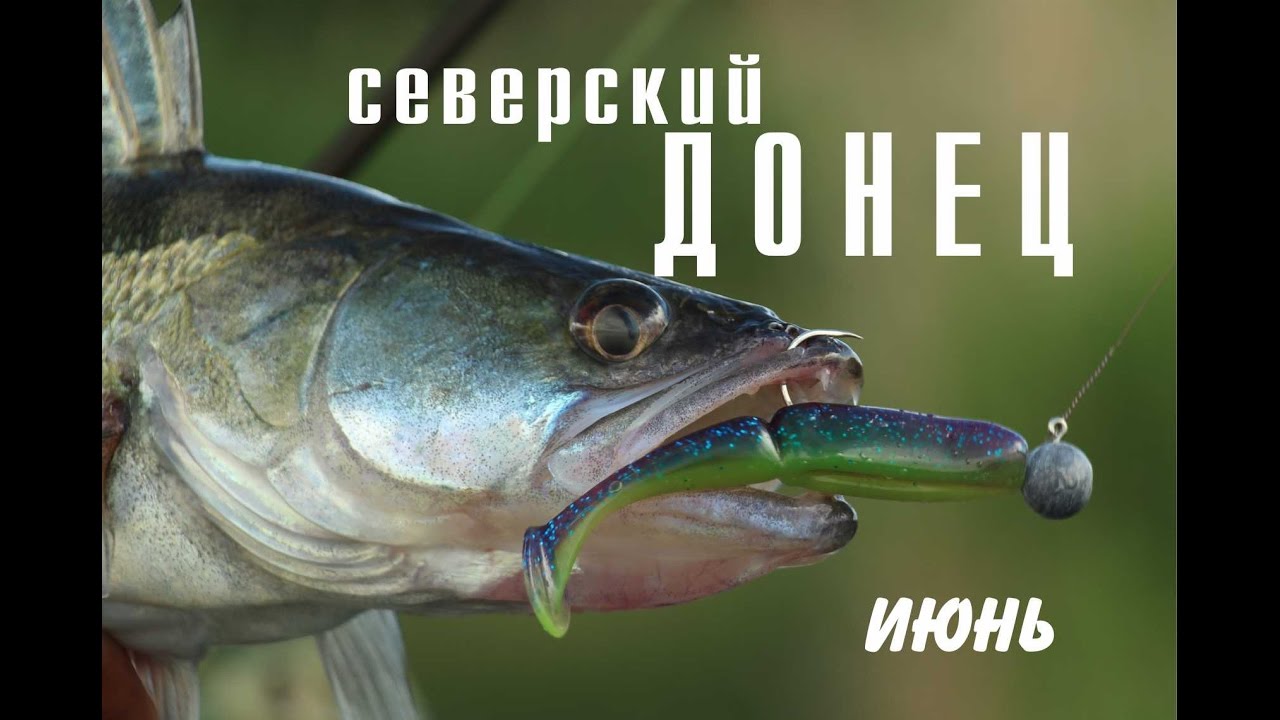 Ловля судака и голавля в  Ростовской области. Северский Донец. Июнь