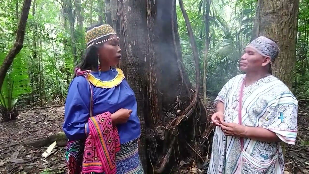 Диетирование Уайруру  - дерево учитель. Dieta de master tree Huayruro. Аяваска ретриты. Ayahuasca