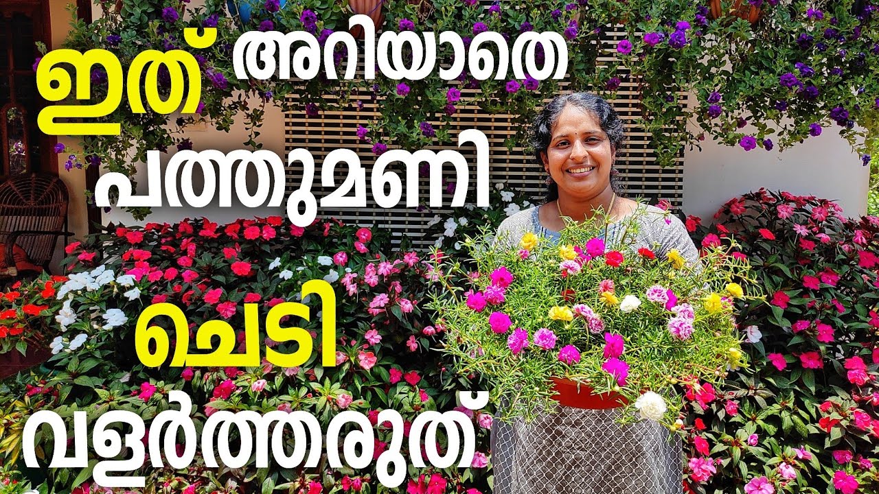 പത്തുമണി ചെടികൊണ്ട് ഇങ്ങനെയും മാജിക്കോ /portulaca plants magic