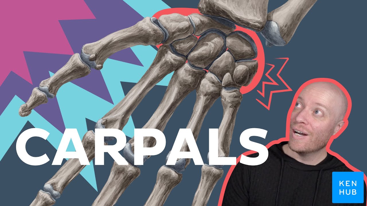 Learn all 8 carpal bones in 12 minutes | Kenhub