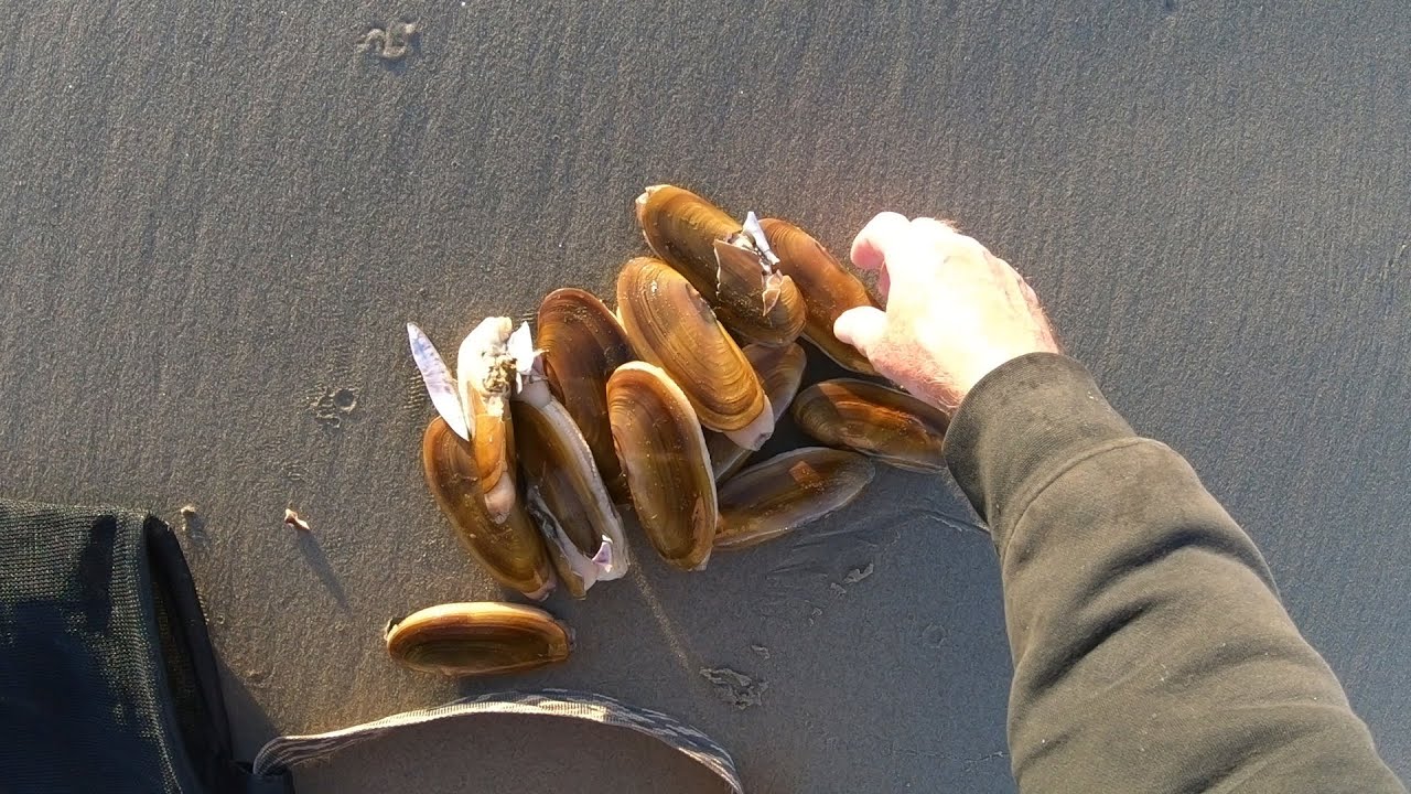 Razor Clams on the Oregon Coast