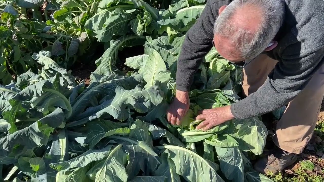 SOBRE ABONOS NATURALES