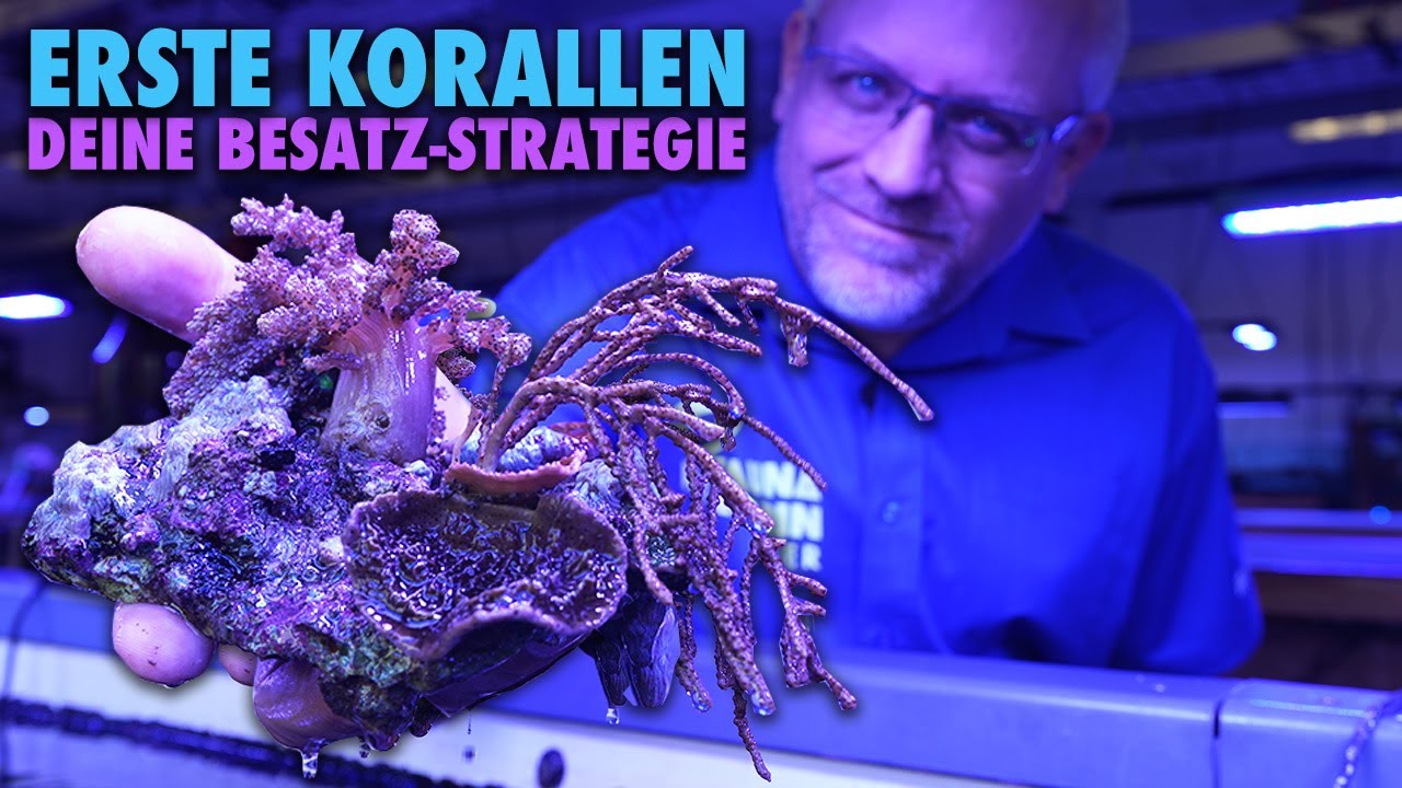 Welche KORALLEN passen zusammen? Besatzstrategien f&uuml;r ANF&Auml;NGER und PROFIS!