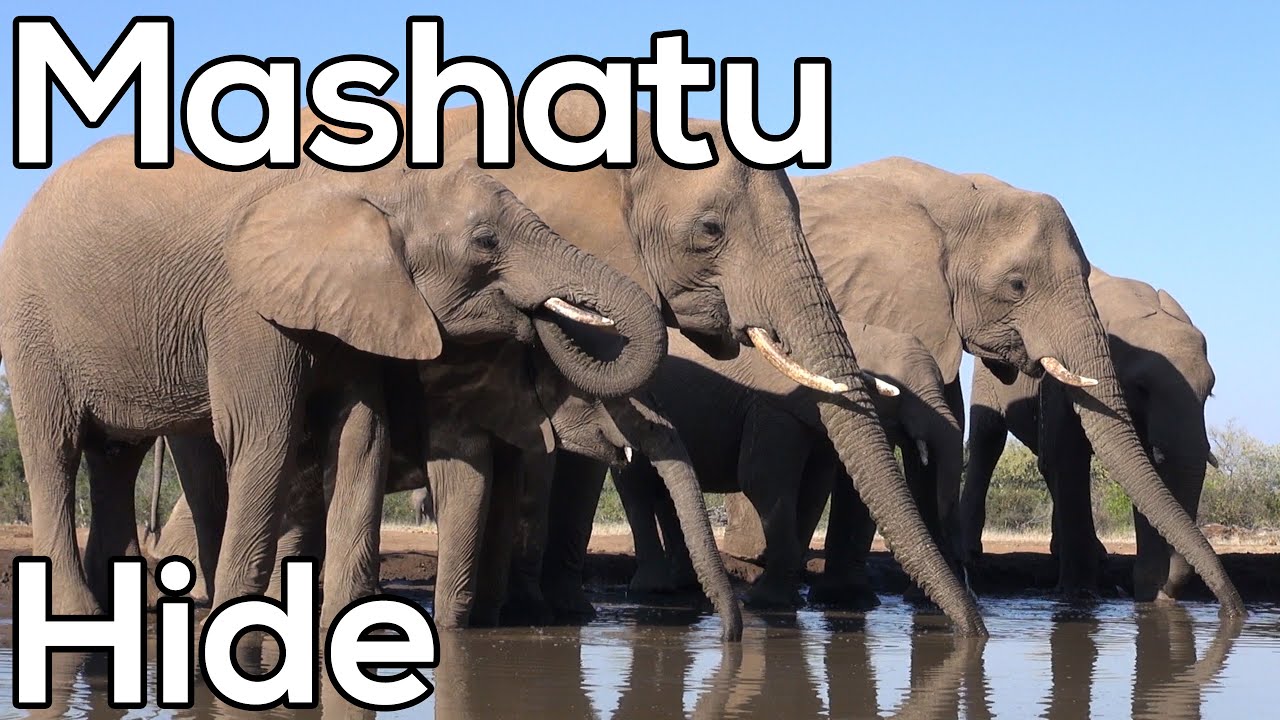 Слоны в Mashatu Matabole Hide - Сафари в Ботсване