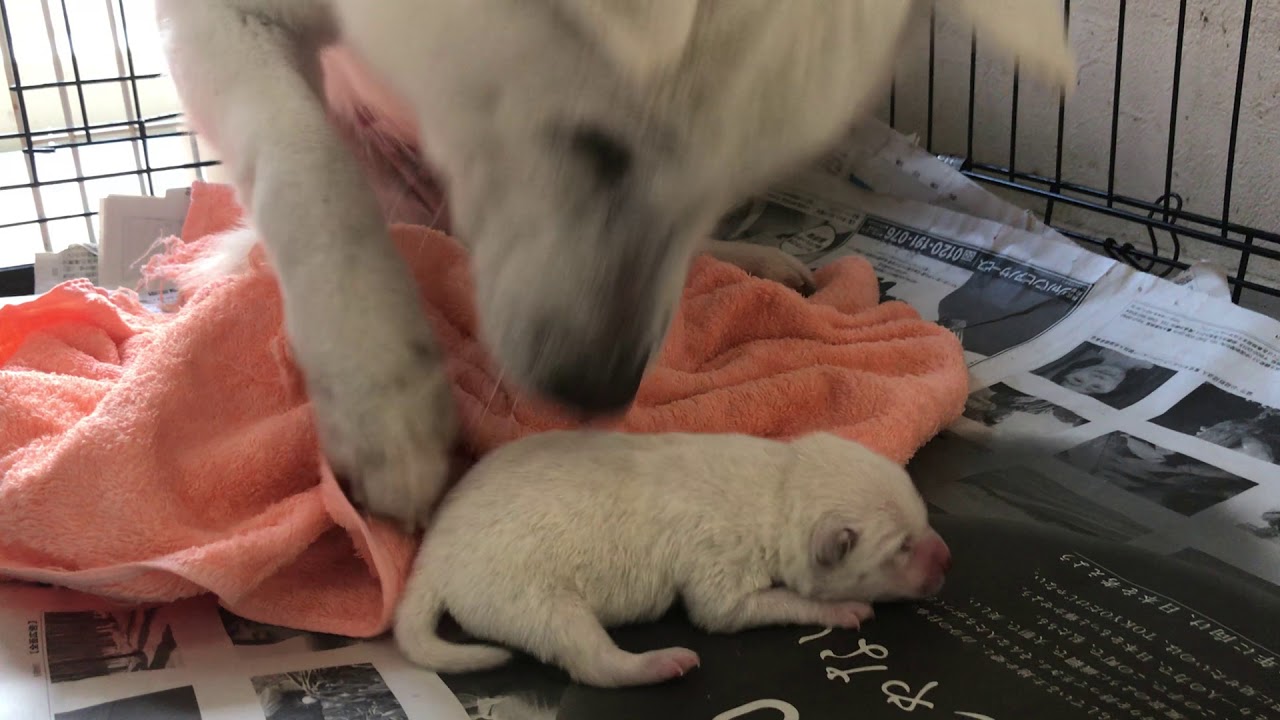 紀州犬 楓 初めて育児♡