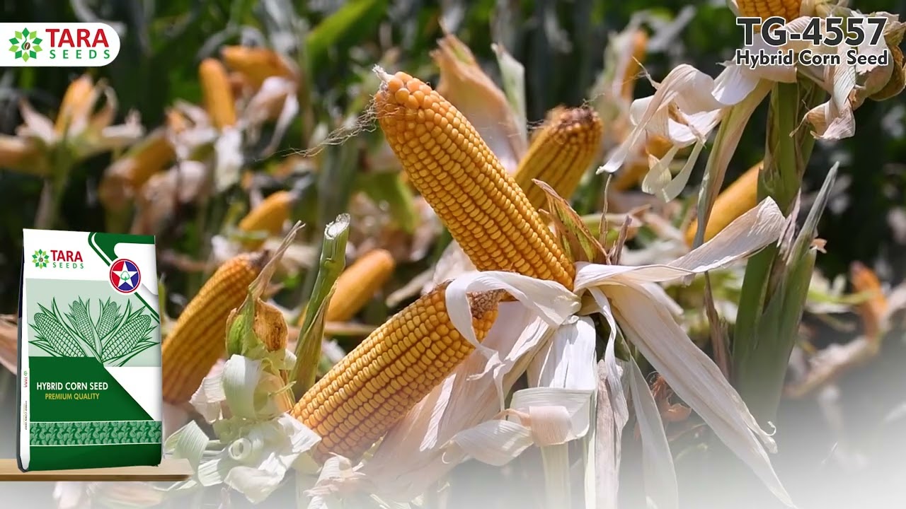 Tara Seeds | Tara Group | TG-4557 | Hybrid Corn | Best Yield | 100+ | Average | Corn Farming
