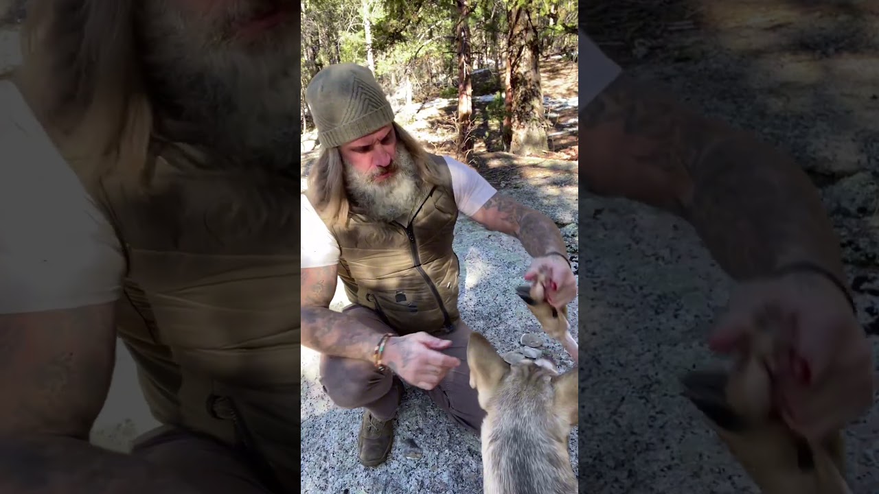 EXTRACT Raw Deer Leg Tendon | Sinew #bushcraft#survival #primitivetechnology #primitiveskills