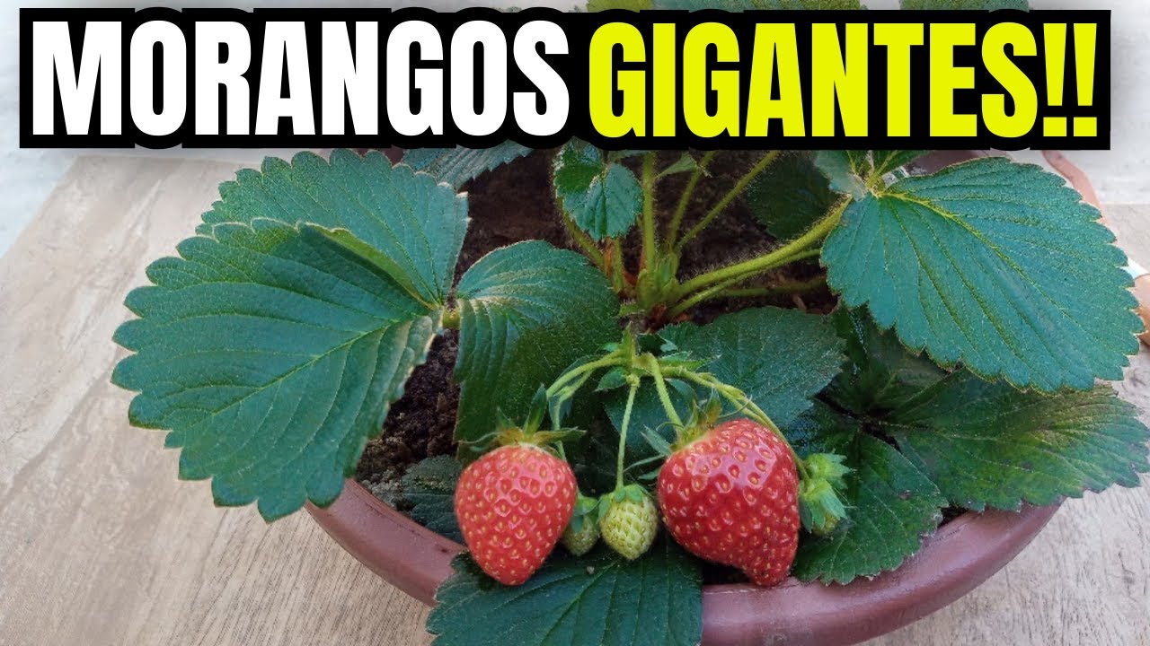 Como Plantar e Cultivar morango em vaso - Método mais fácil e rápido do mundo