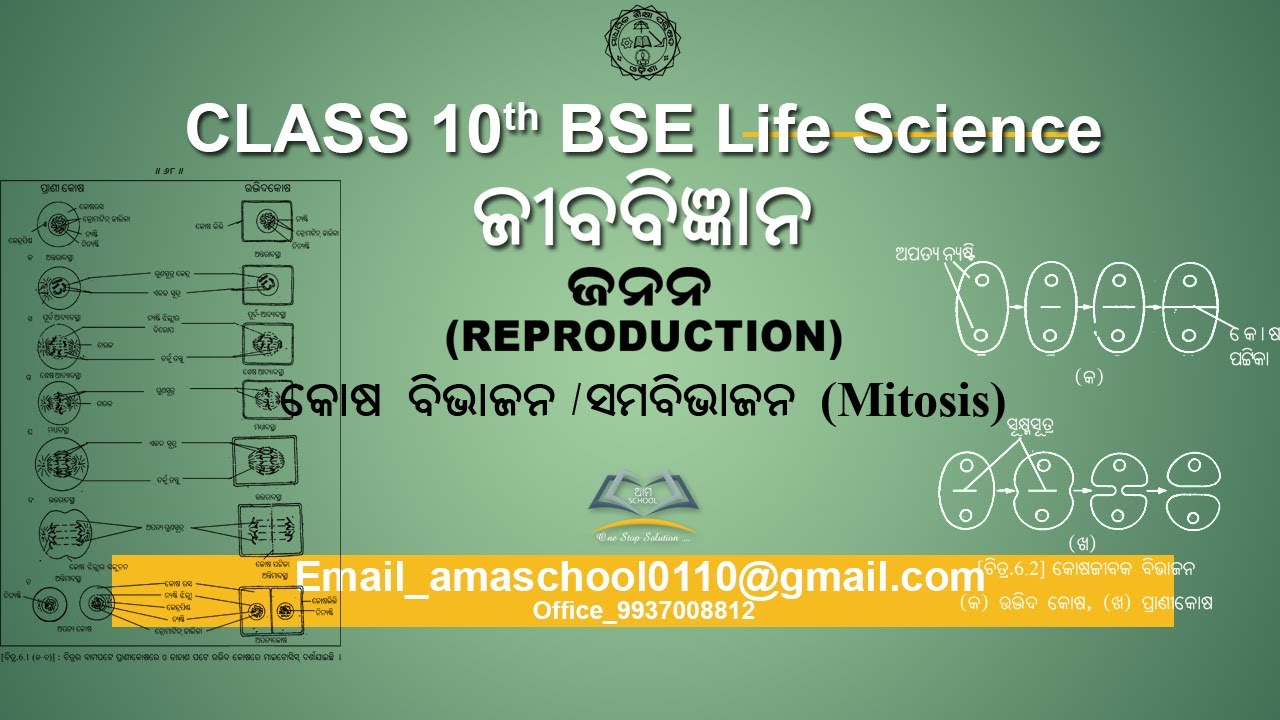 Class 10th BSE Odisha/Life Science/ଜନନ/Reproduction/Kosha Bibhajana/Samabibhajana/Mitosis