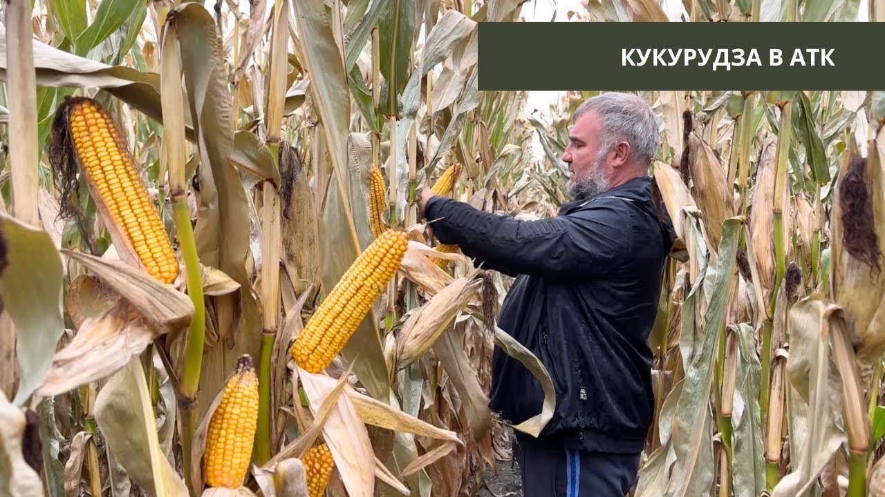 #282 Кукурудза 🌽 на Житомирщині  по точному землеробству. На полі з Юрієм Дробязко