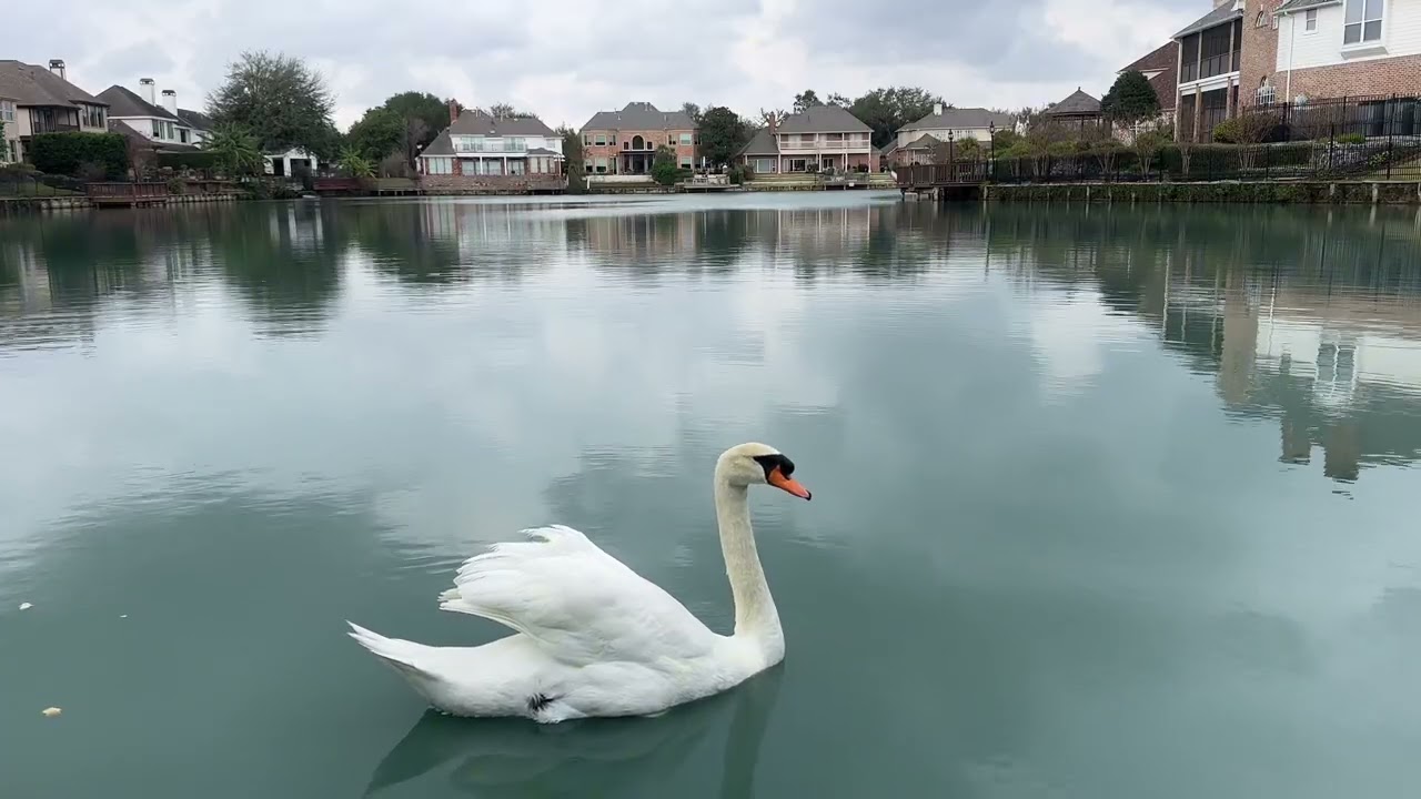 Swan Lake Serenity 🦢 | Calm Piano Music for Meditation & Relax