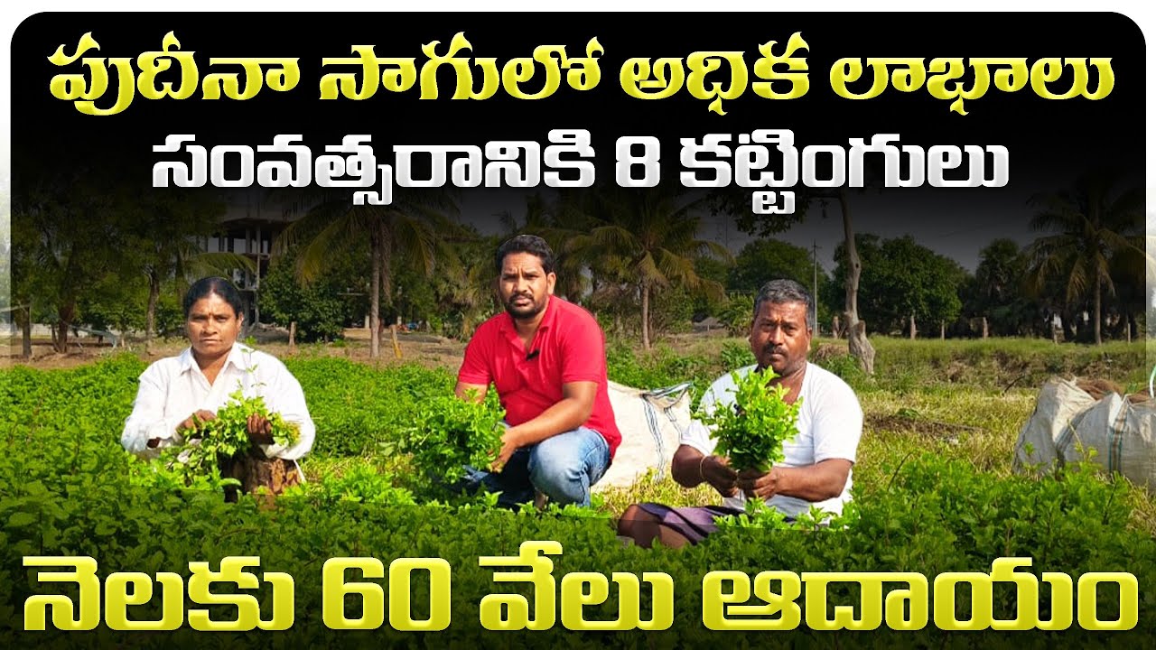 పుదీనా సాగులో ఈ రైతుకు ఎంత లాభమో చూడండి 