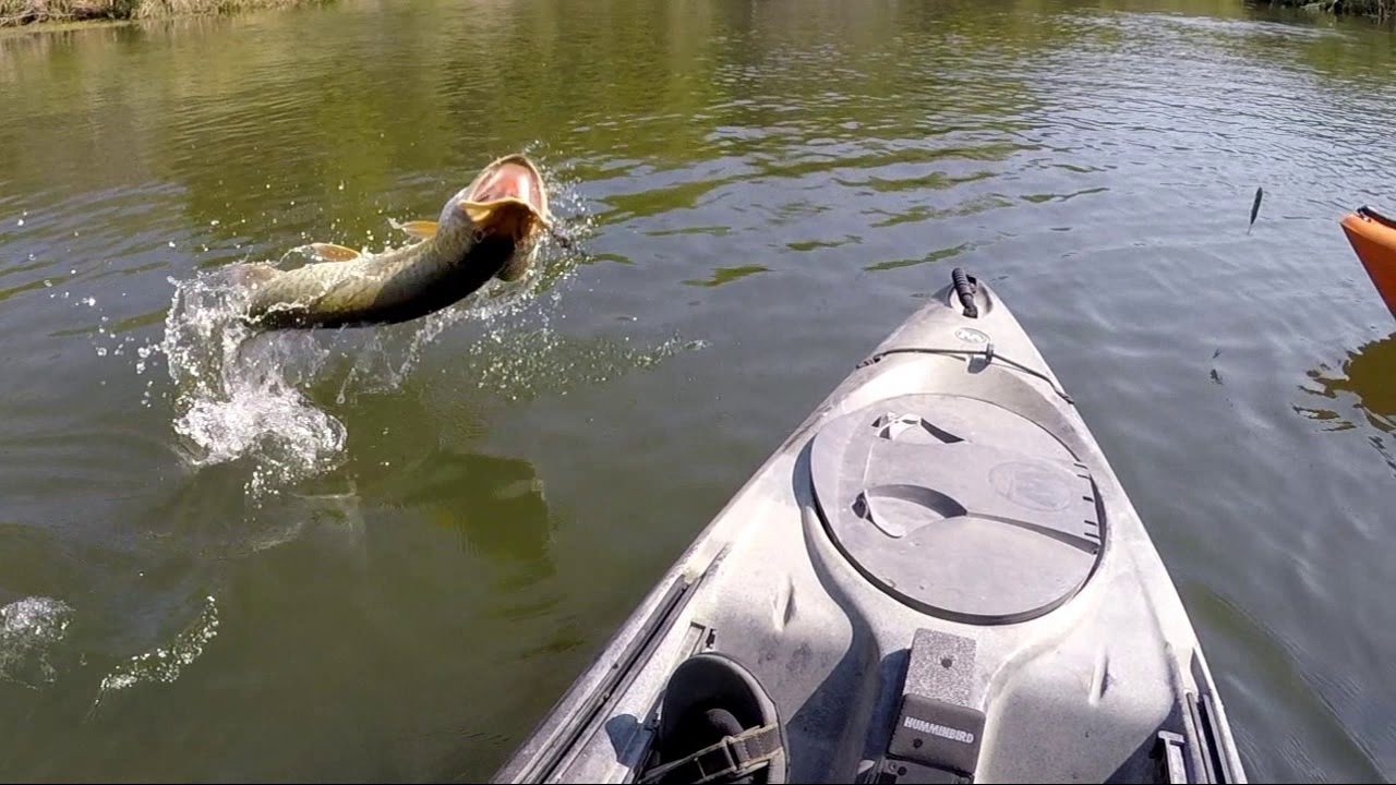 Big Musky Caught From A Kayak