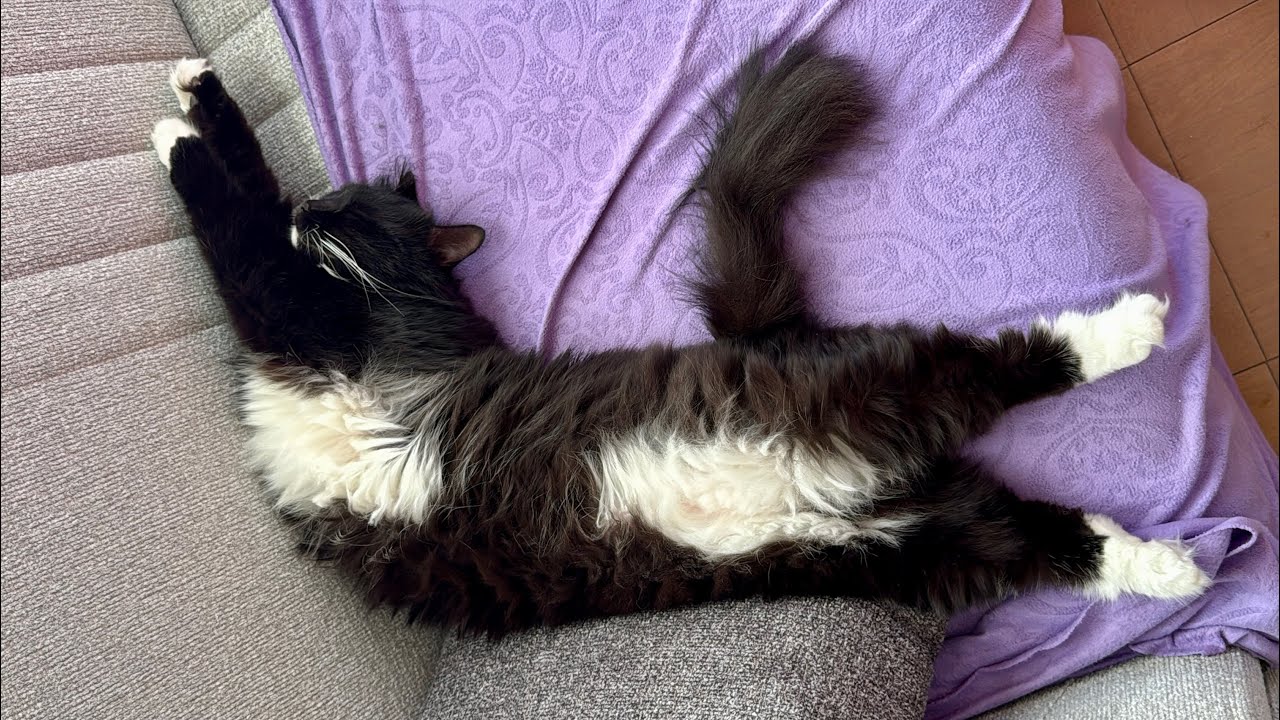Cats in Hilarious Sleep Poses 新しい家に慣れてリラックスしすぎた猫