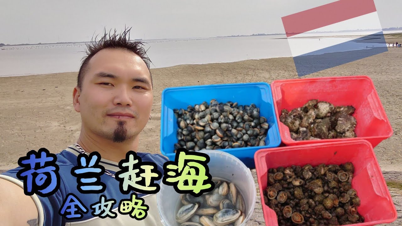 【荷兰赶海】荷兰西兰省赶海，生蚝，象拔蜯，小鲍鱼，海螺。完整攻略