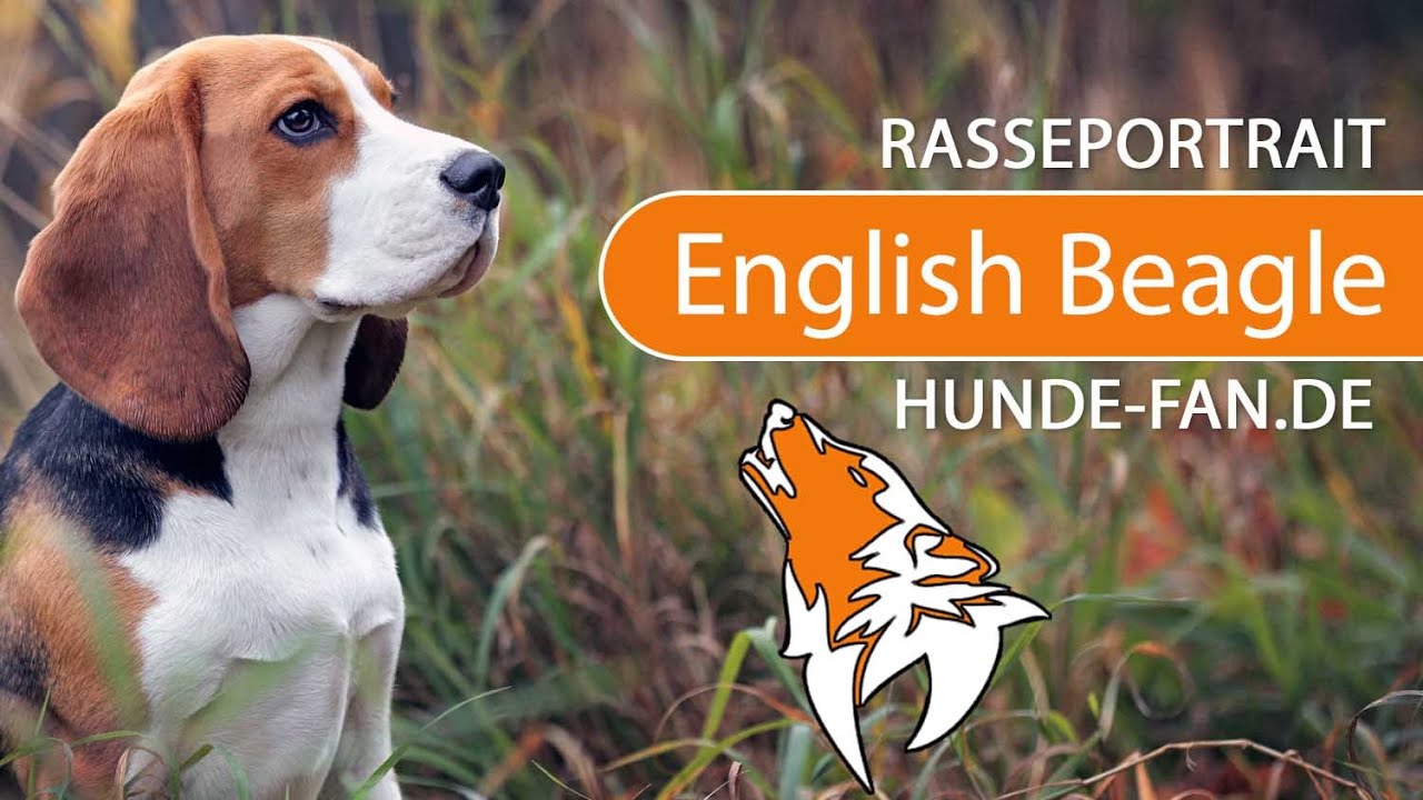 ► English Beagle [2018] Rasse, Aussehen & Charakter