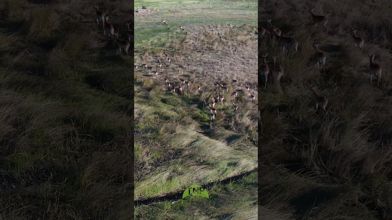 Majestic Red Lechwe in Okavango Delta, Botswana | 4K Drone & Wildlife Footage