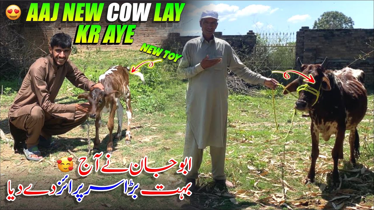 Alhamdulillah 😍 Finally Bought A New Cow 🐄 Abu Jan Nay Aj Surprise Day Diya ~ Family Vlog