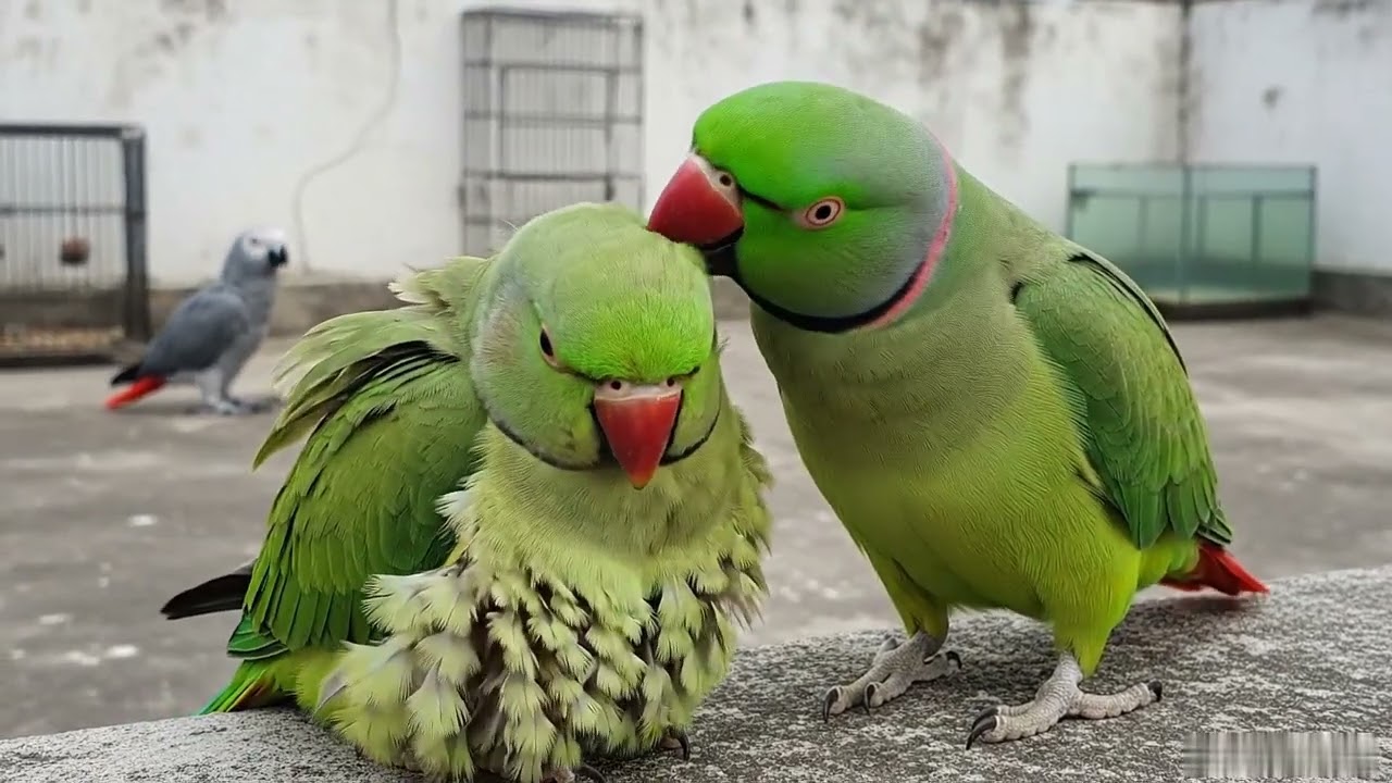 Indian Parrot Greet African Grey | Real Talking Parrot Interaction
