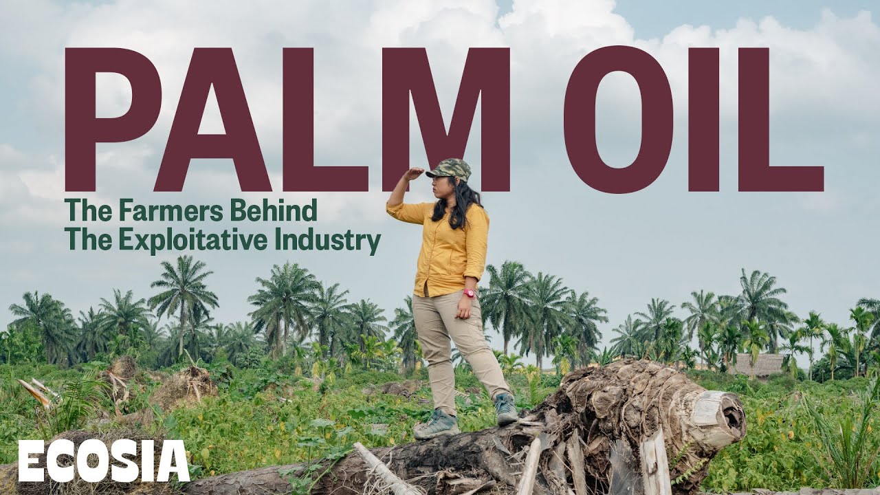 Finding Alternatives to Palm Oil | Reforesting Indonesia