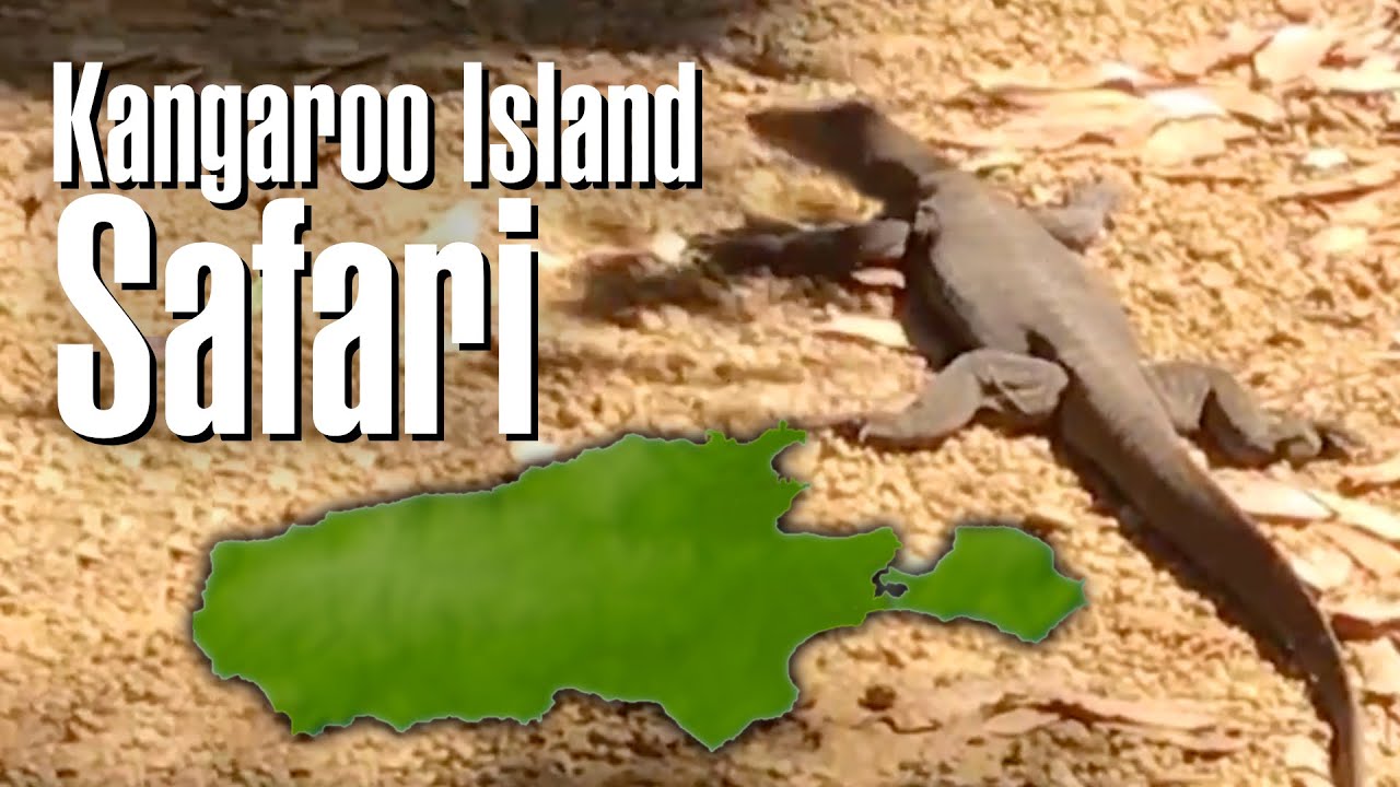Kangaroo Island Safari