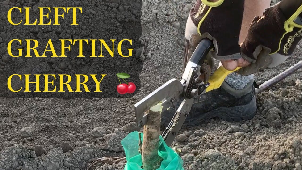 CLEFT GRAFTING CHERRY - the scionon way