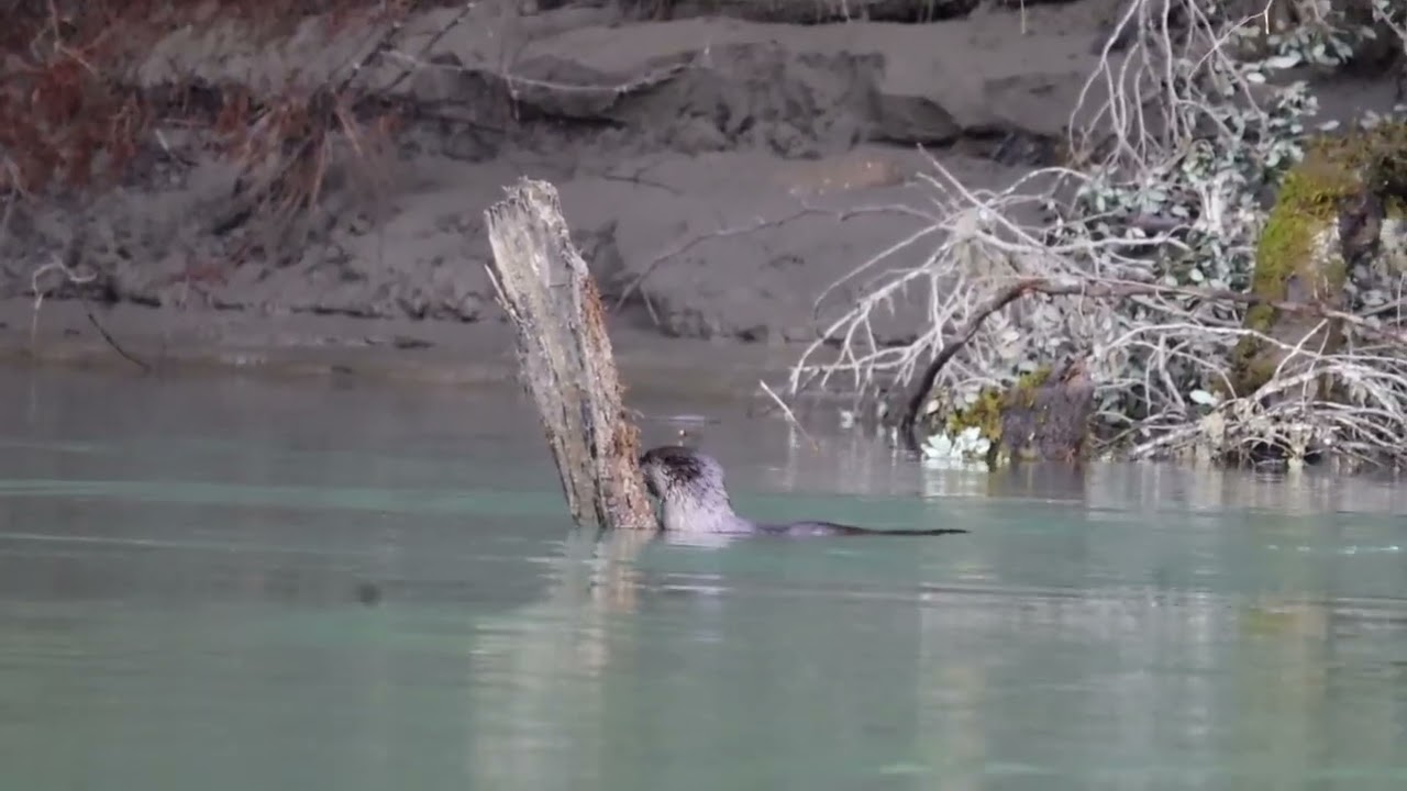 Two River Otters in the Eel River