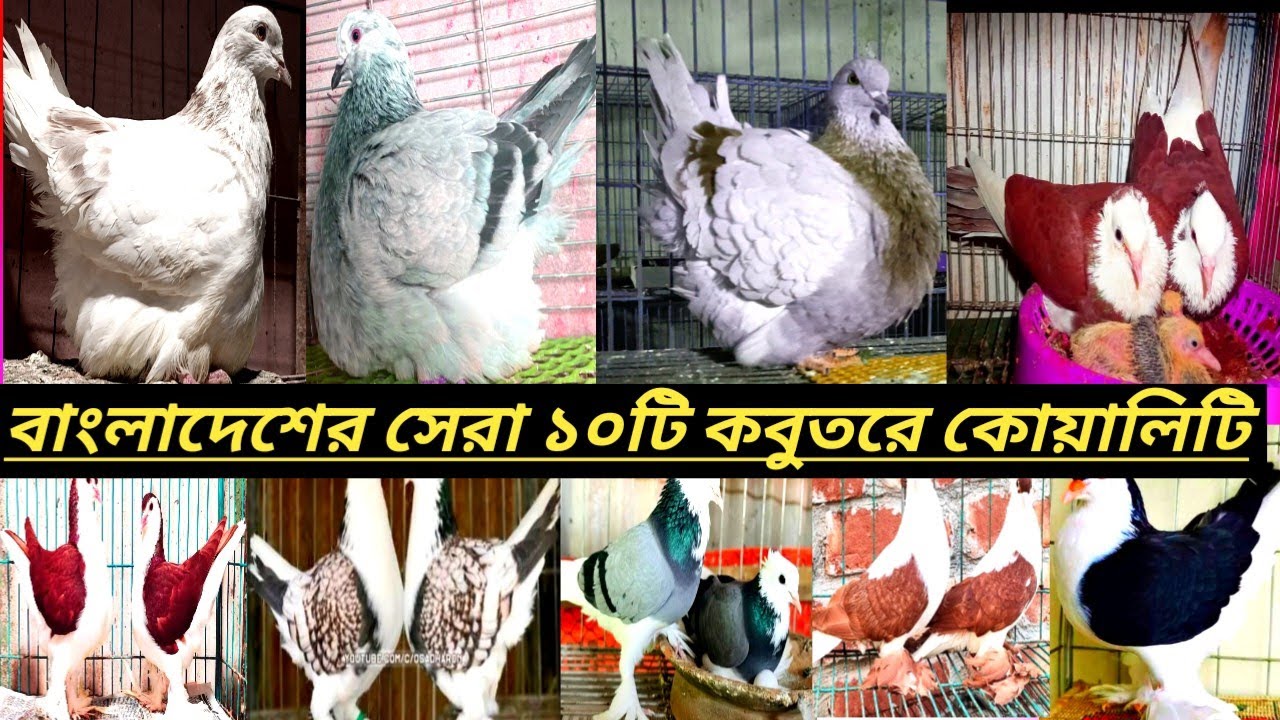 বাংলাদেশের সেরা ১০টি হাই কোয়ালিটির কবুতর লাহোরি রেট বেলাক  লাহরি মুন্ডি গিরিল মিলি মুন্ডি ইত্যাদি 