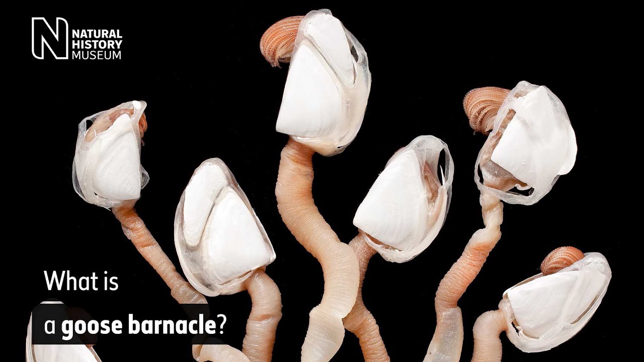 What is a goose barnacle? | Natural History Museum
