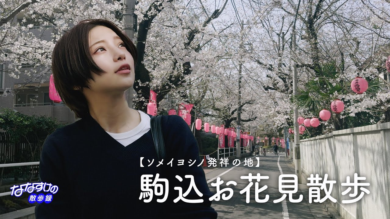 【駒込】ソメイヨシノ発祥の地・駒込さんぽ | 桜を楽しみながら駒込の歴史を辿り老舗の喫茶店までご紹介🌸4K The Birthplace of Cherry Blossoms
