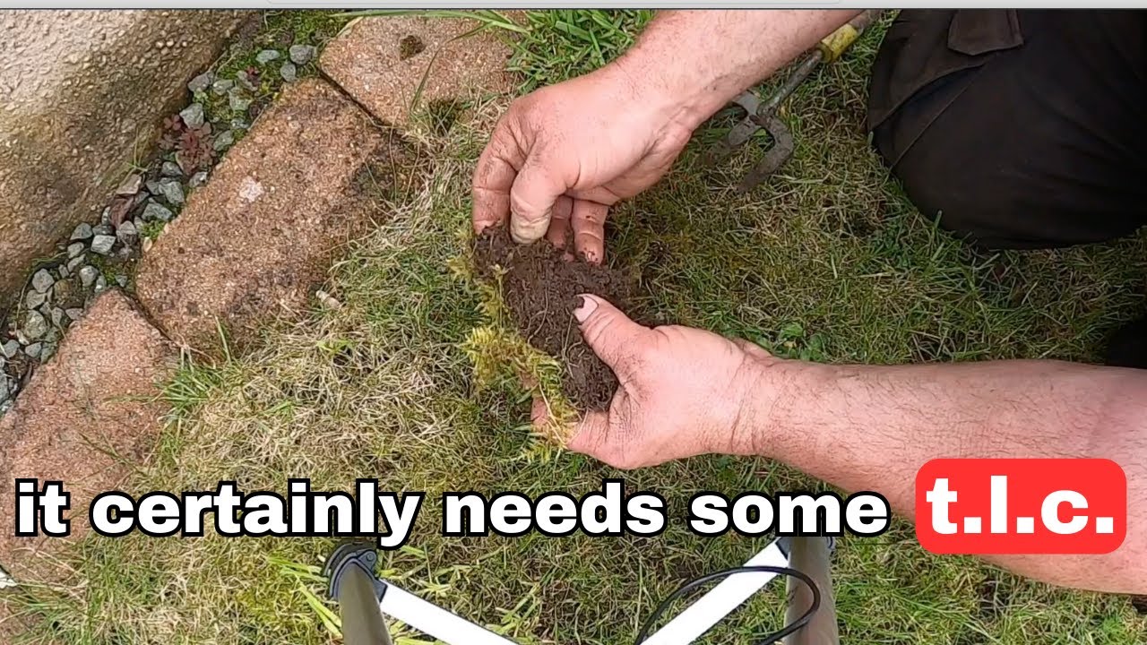 My Desperate Attempt to Transform His Broken Lawn