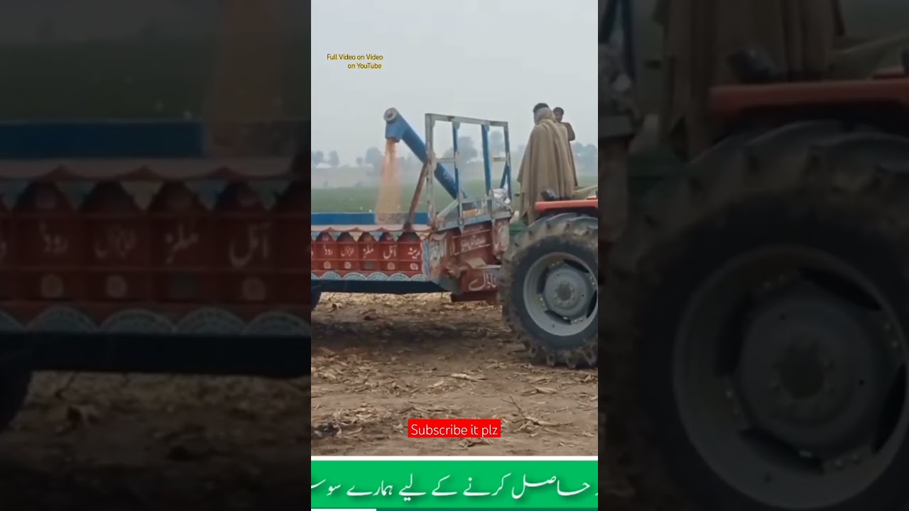 Corn Crop Harvesting Start #mf260 #corncrop #nh640 #farming #mf265 #cornfield #newholland