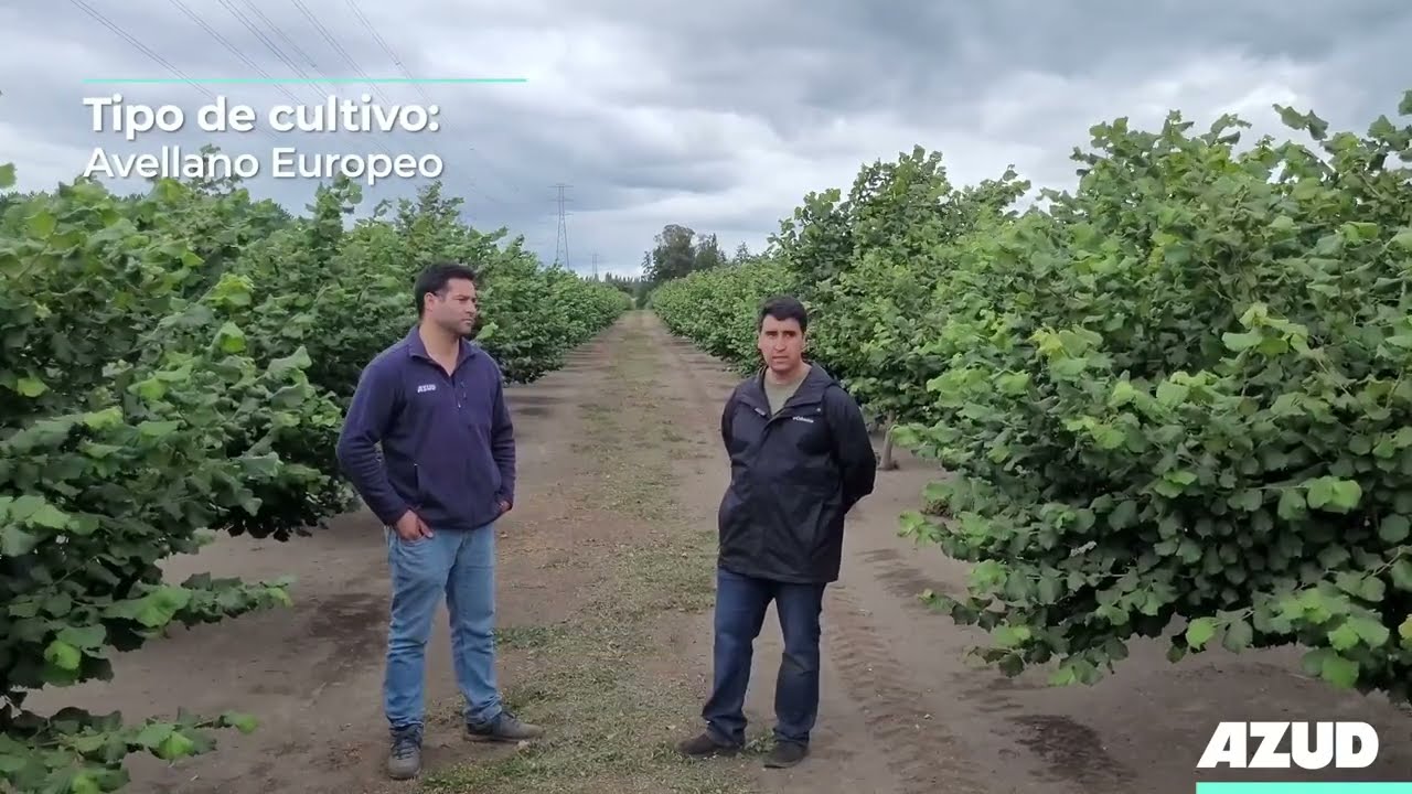 #CasoDeÉxito: RGS en avellano europeo en Chile