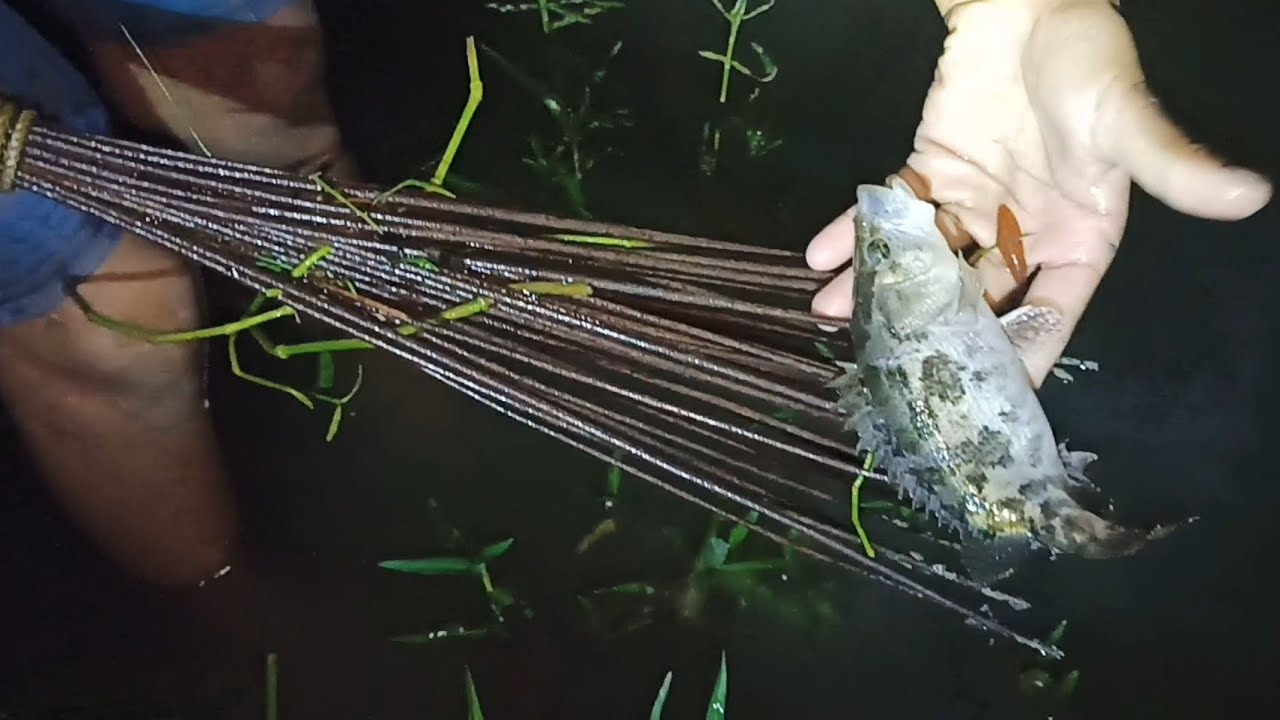 Monsoon night fishing in village part-2 !! বর্ষার রাতে কোচ দিয়ে মাছ ধরা !! Desi Fishing & Volg