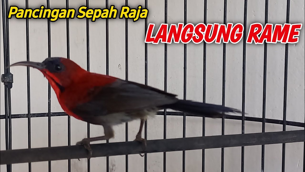 Burung kolibri sepah raja gacor, sepah raja gacor, Pancingan sepah raja agar bunyi !!