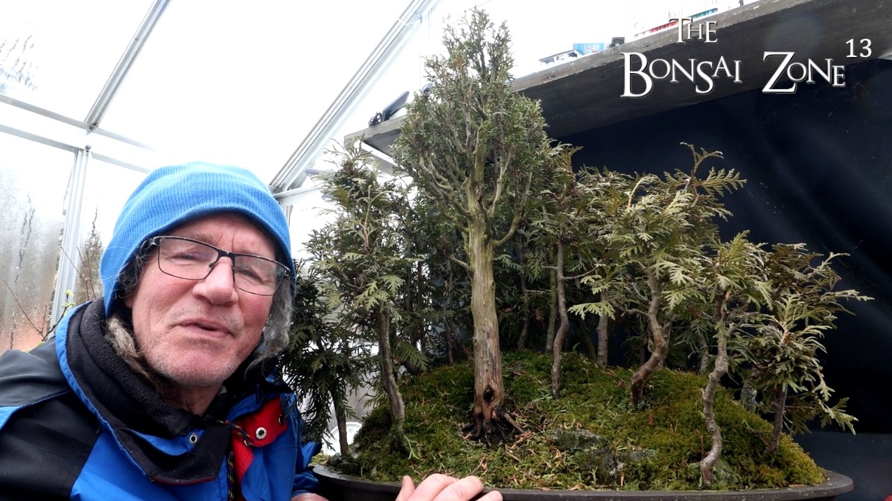 Pruning My Eastern White Cedar Forest, Part 2, The Bonsai Zone, Feb 2026