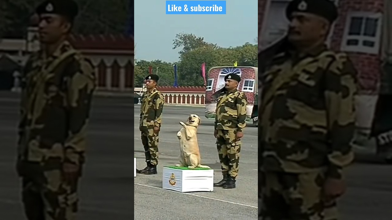 indian army labrador dog training 🇮🇳🔥#shorts #army #viral #trending