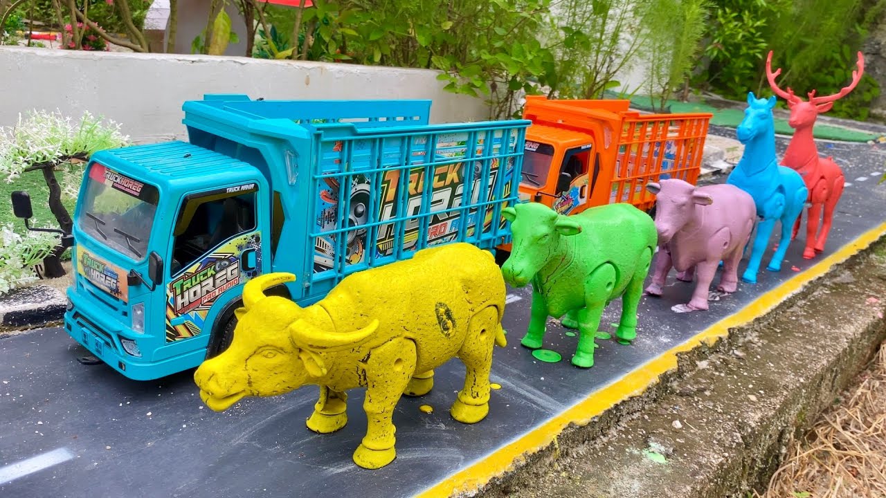 Wadidaw !! Membersihkan Sapi Kotor Penuh Lumpur Lalu Di Angkut Truk Oleng 