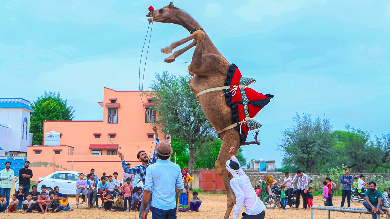 ये ऊँट नहीं, तूफान है 🔥 | New Rajasthani Song 2025 | Priyansu Sihag #CamelDance #ViralVideo