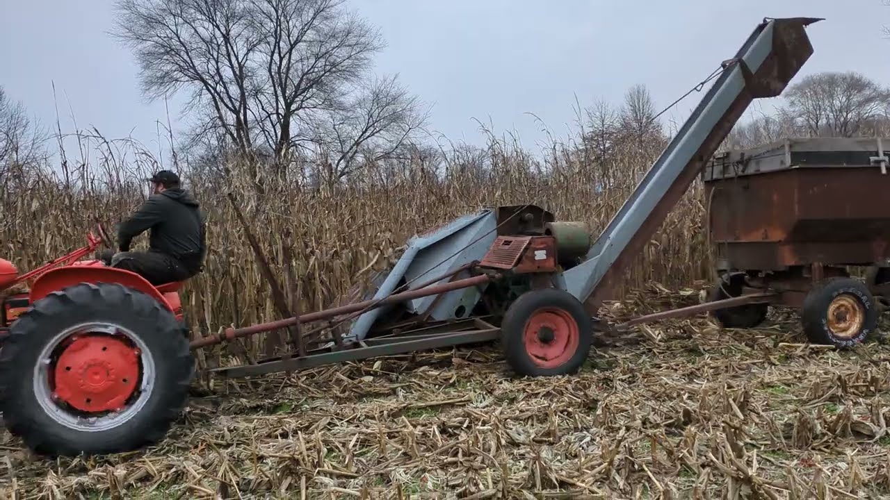 Сбор кукурузы початками! WD Allis-Chalmers с новой идеей: подборщик кукурузы... Лучший корм для к...