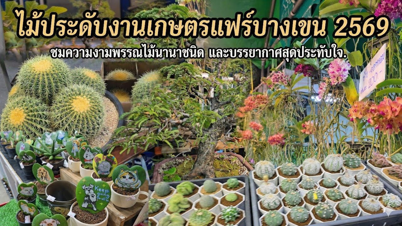 โซนต้นไม้งานเกษตรแฟร์ บางเขน 2569
