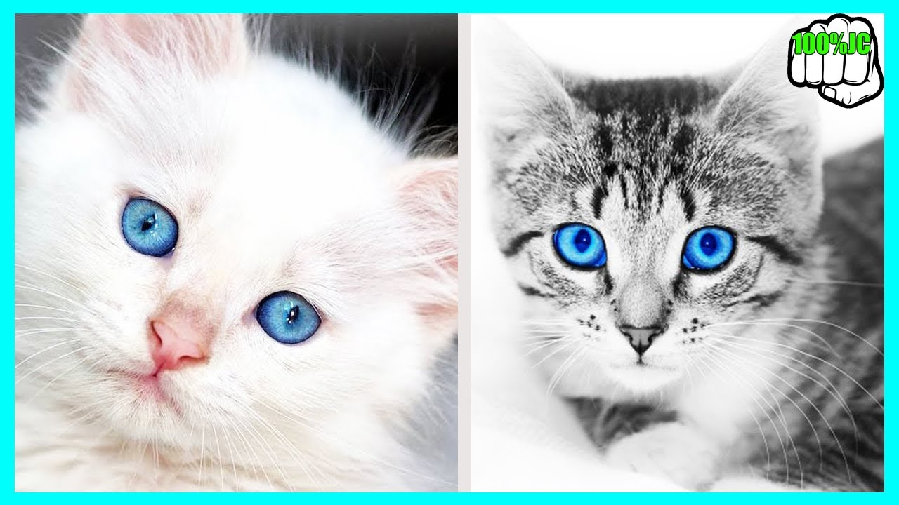 7 Razas De Gatos Más Hermosos Del Mundo Que Debes Conocer - 100%JC