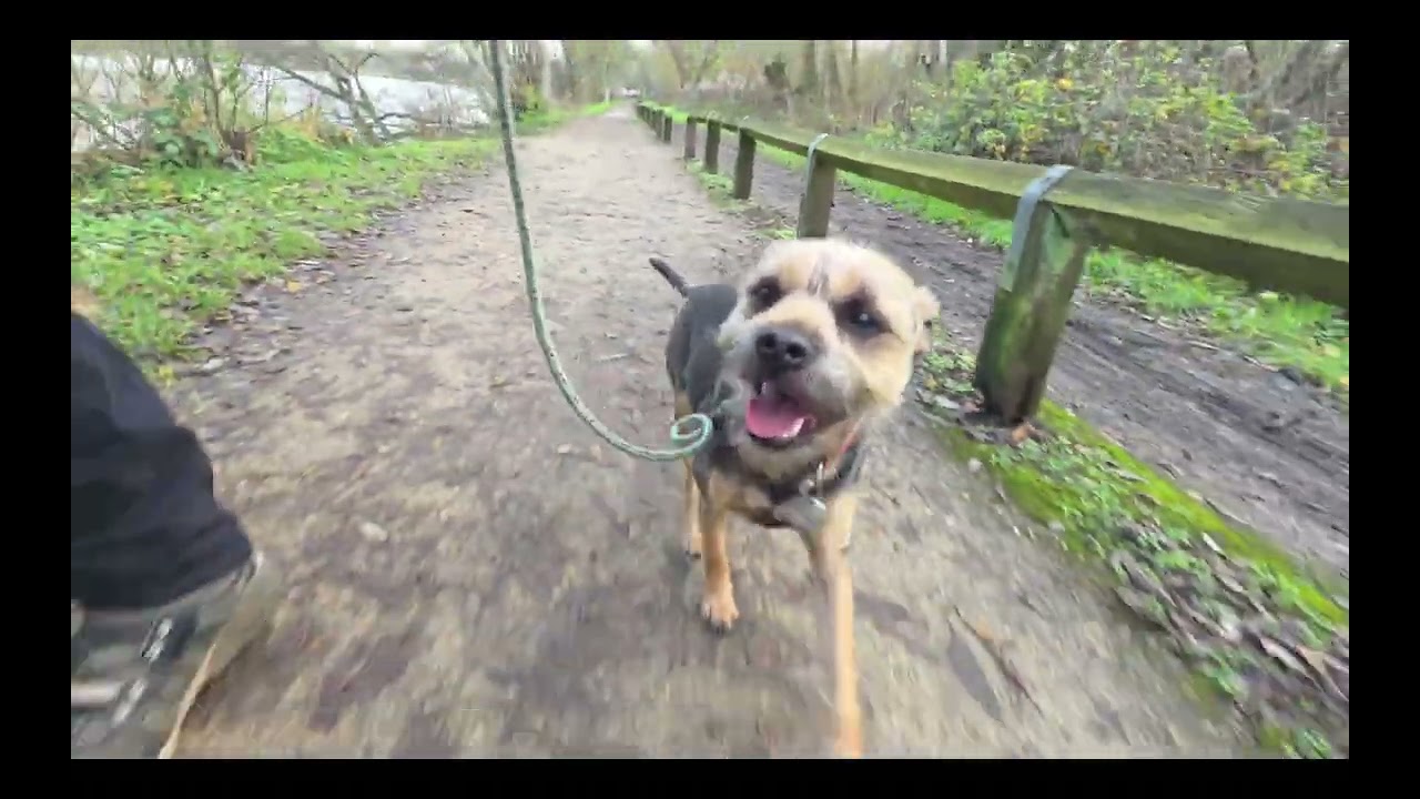 The best Christmas present for a dog is good leadership #dogtraining #christmas 