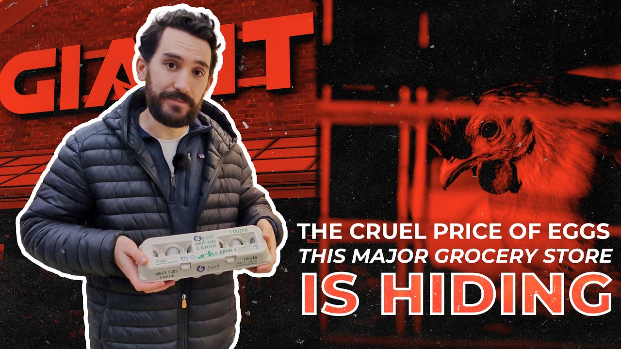 The Cruel Price of Eggs This Major Grocery Store Is Hiding 👀