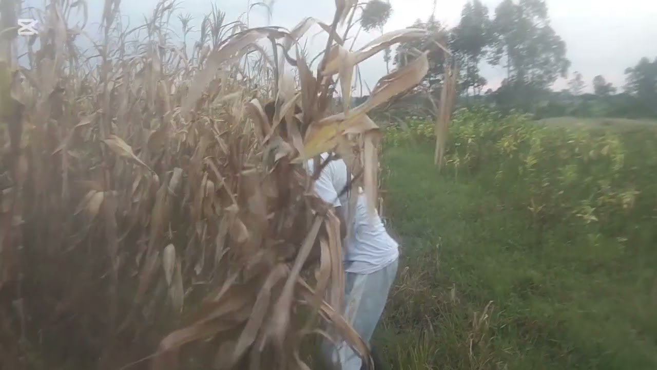 A joyful season in the village of harvesting 🌽 maize‼️