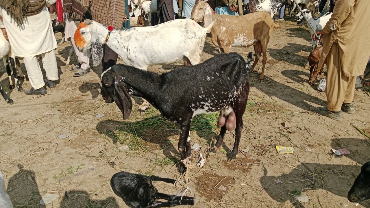 Dunyapur Bakra Mandi goats champion breed arrived Mandi 
